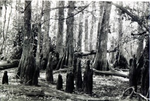 'elbows' in Big Cypress