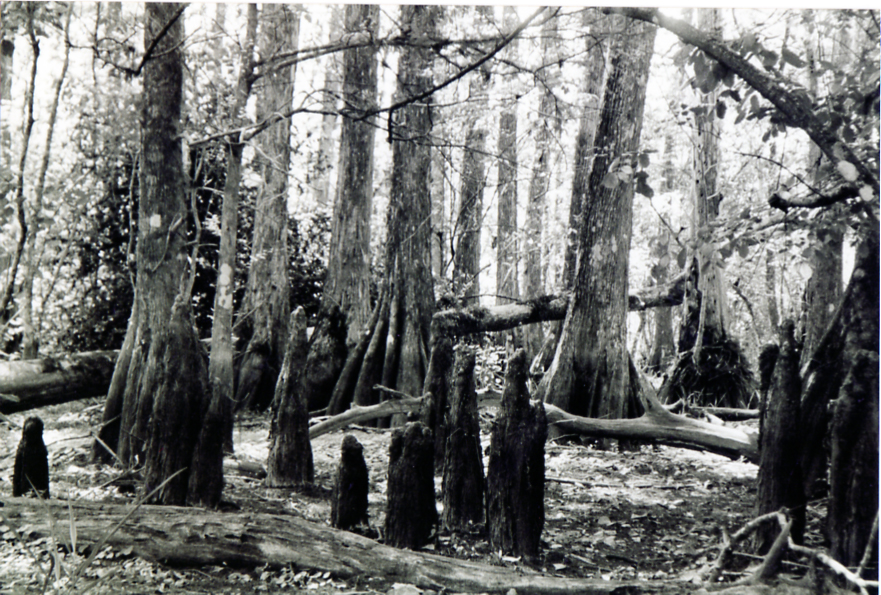 'elbows' in Big Cypress