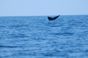 Image provided by Natural World Safaris