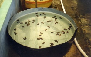 sea turtle hatchlings, Old Hegg, Bequia