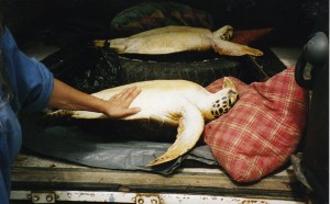 turtles saved from the cooking pot by Kido staff