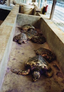 growing turtles, Old Hegg, Bequia